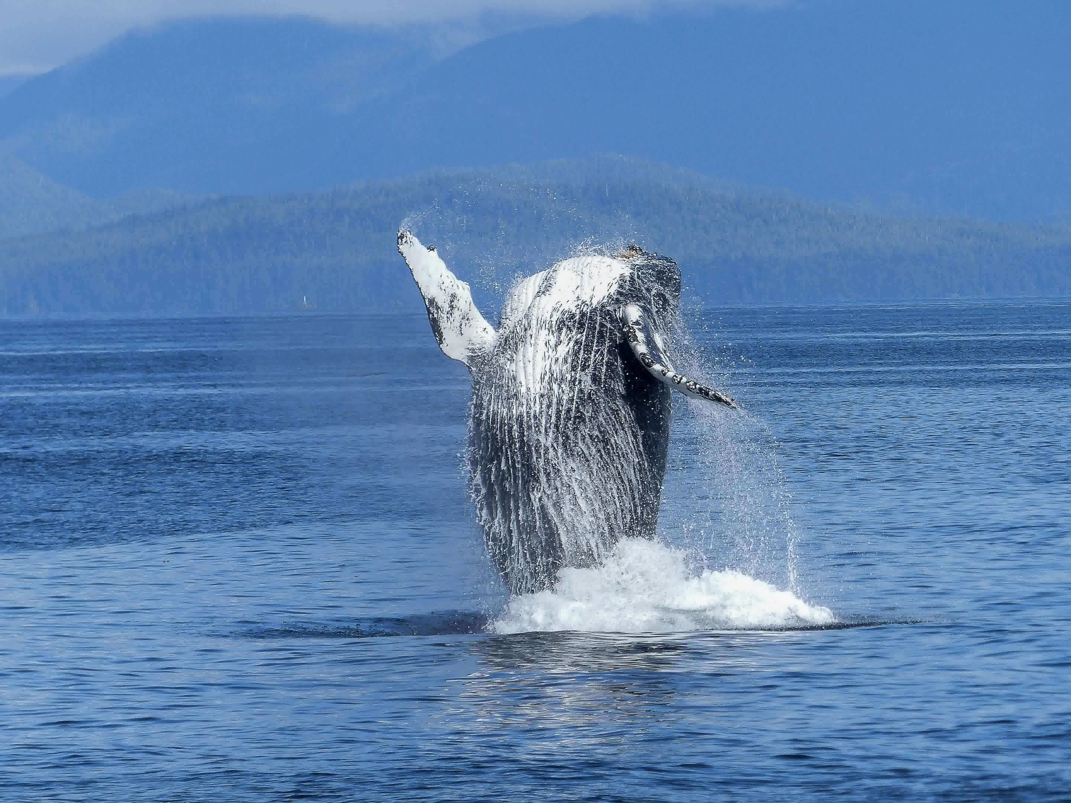 Exploring Alaska's Coastal Wilderness: Glaciers, Whales & Fjords