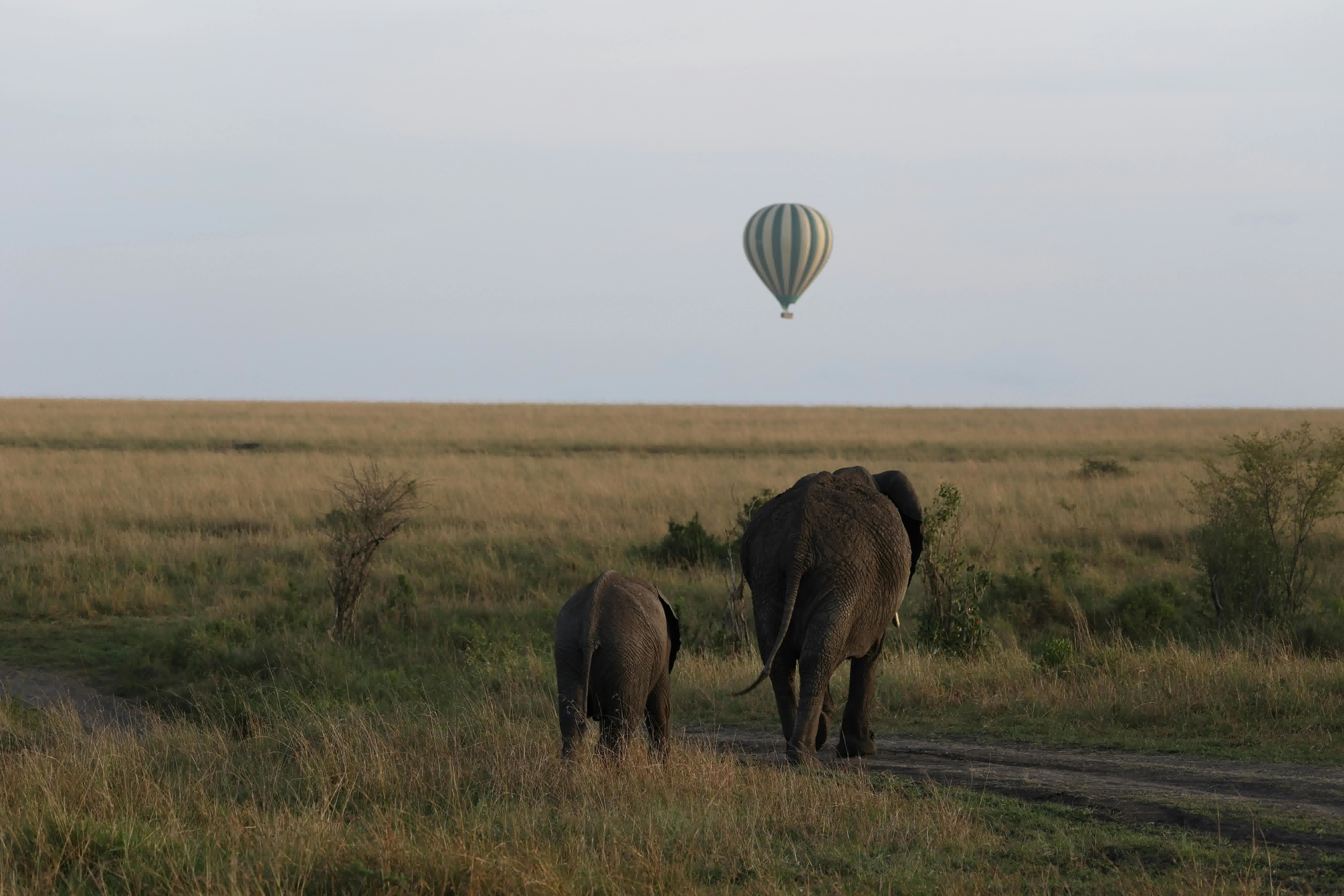 The Grand Safari: A Kenyan Luxury Adventure