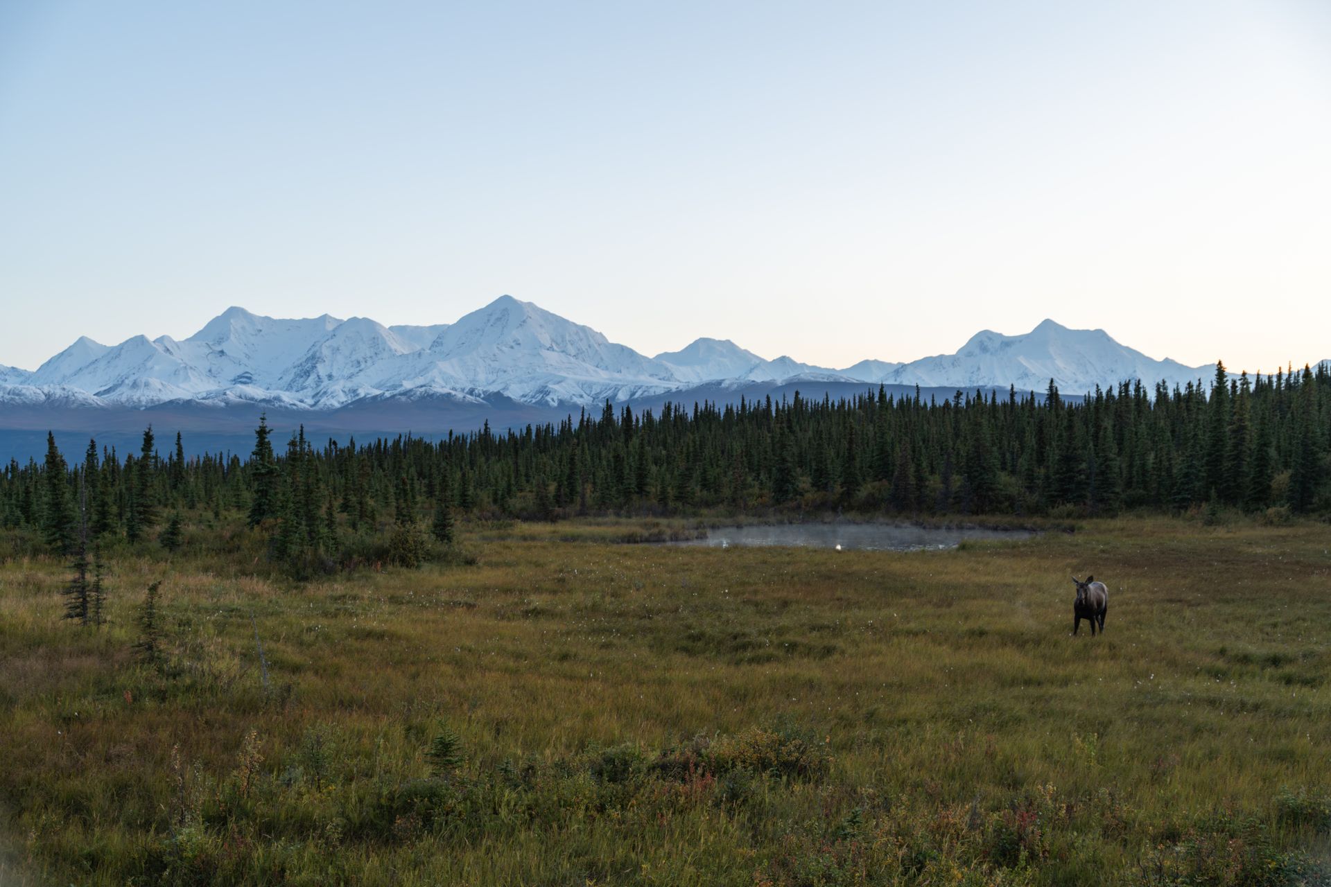 A moose in open country below snow-covered mountains in Alaska