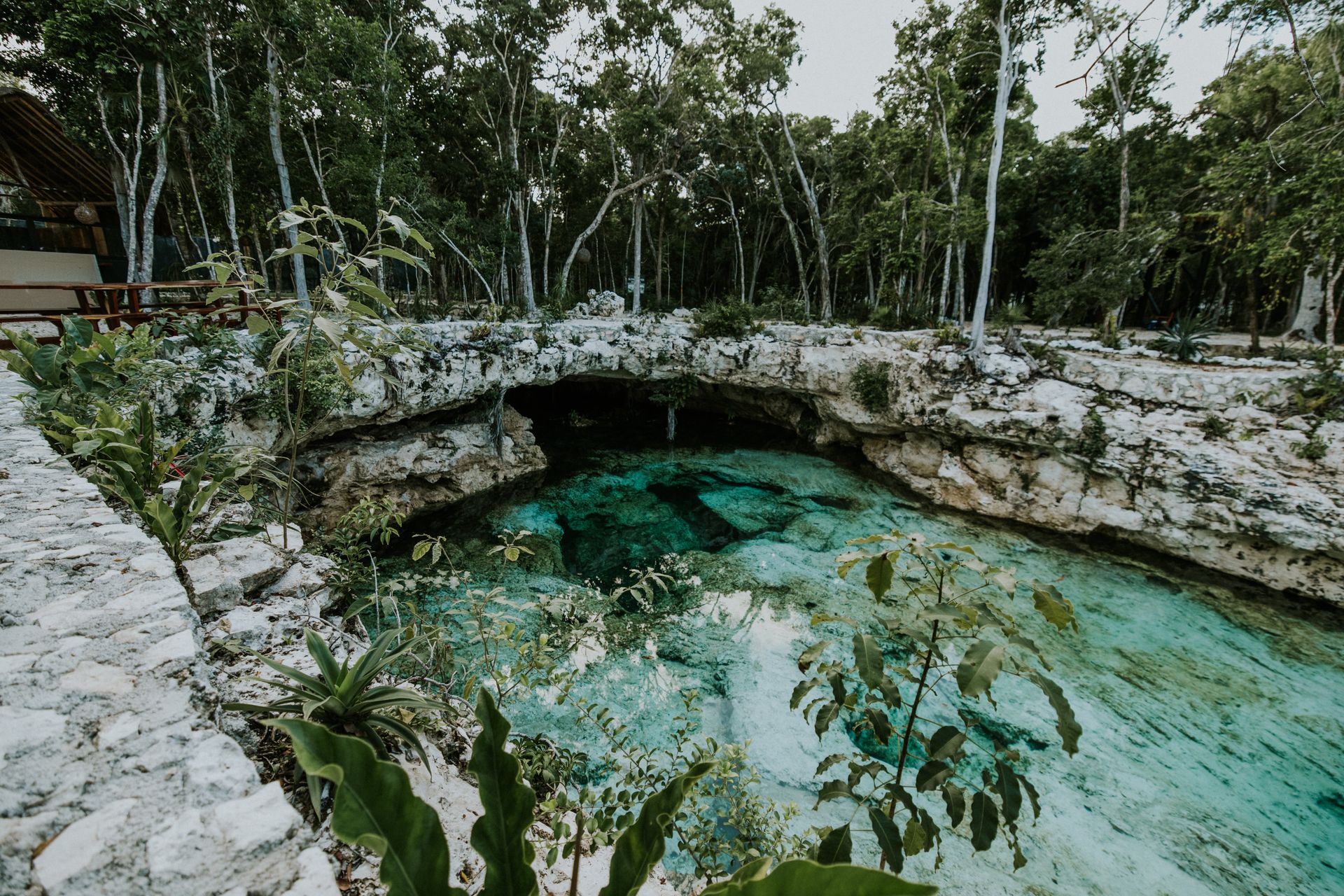 A cenote with clear turquoise water surrounded by jungle in the Yucatan Peninsula