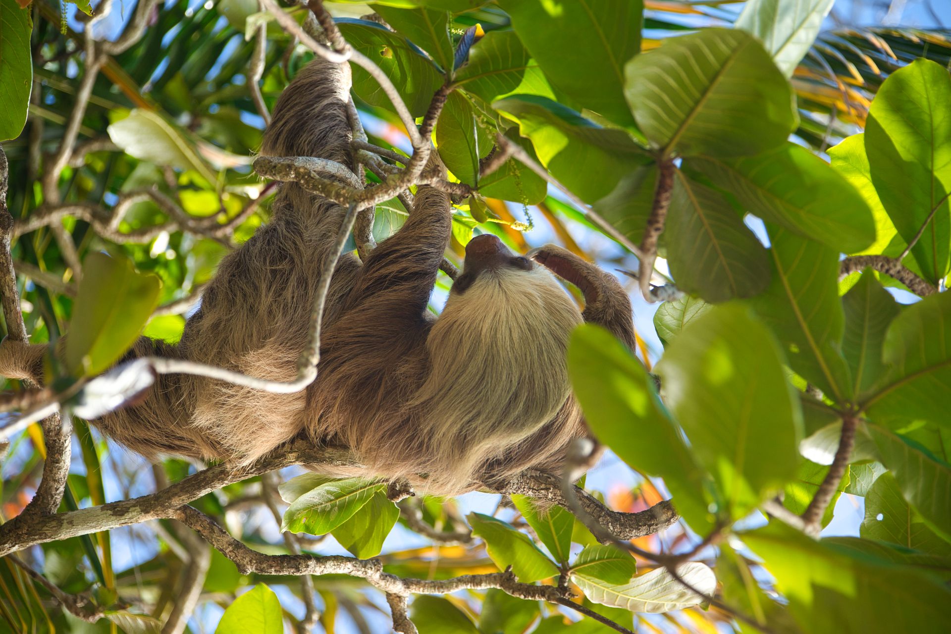 A two-toed sloth hanging in the rainforest canopy in Costa Rica