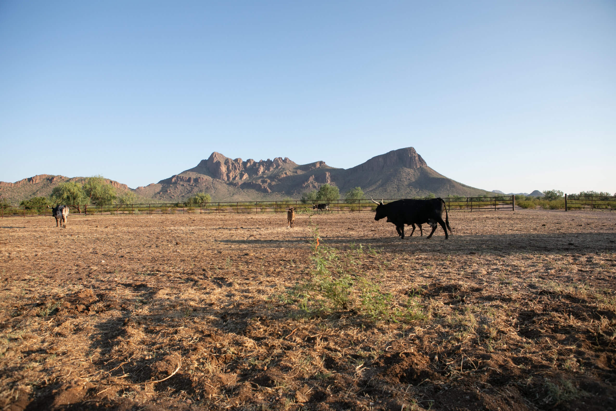 White Stallion Ranch horseback riding