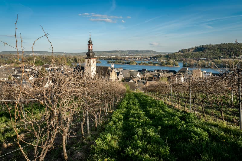 Rhône River with vineyards and historic towns