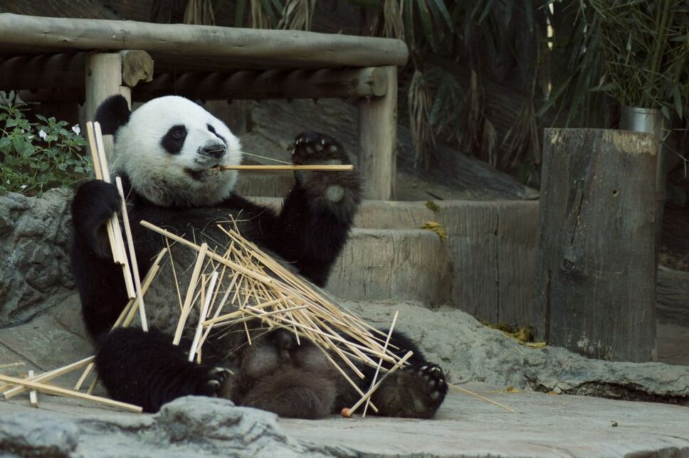 Panda in Chengdu, China
