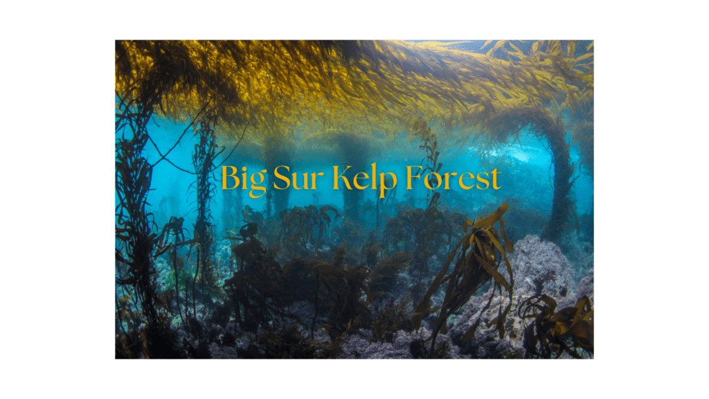 Big Sur kelp forest