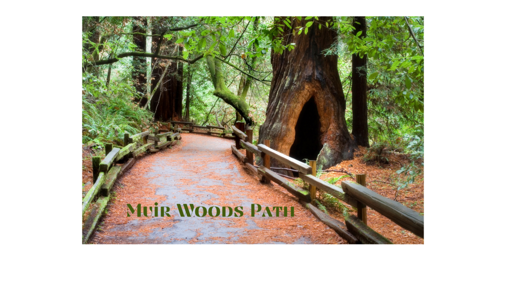 Muir Woods path
