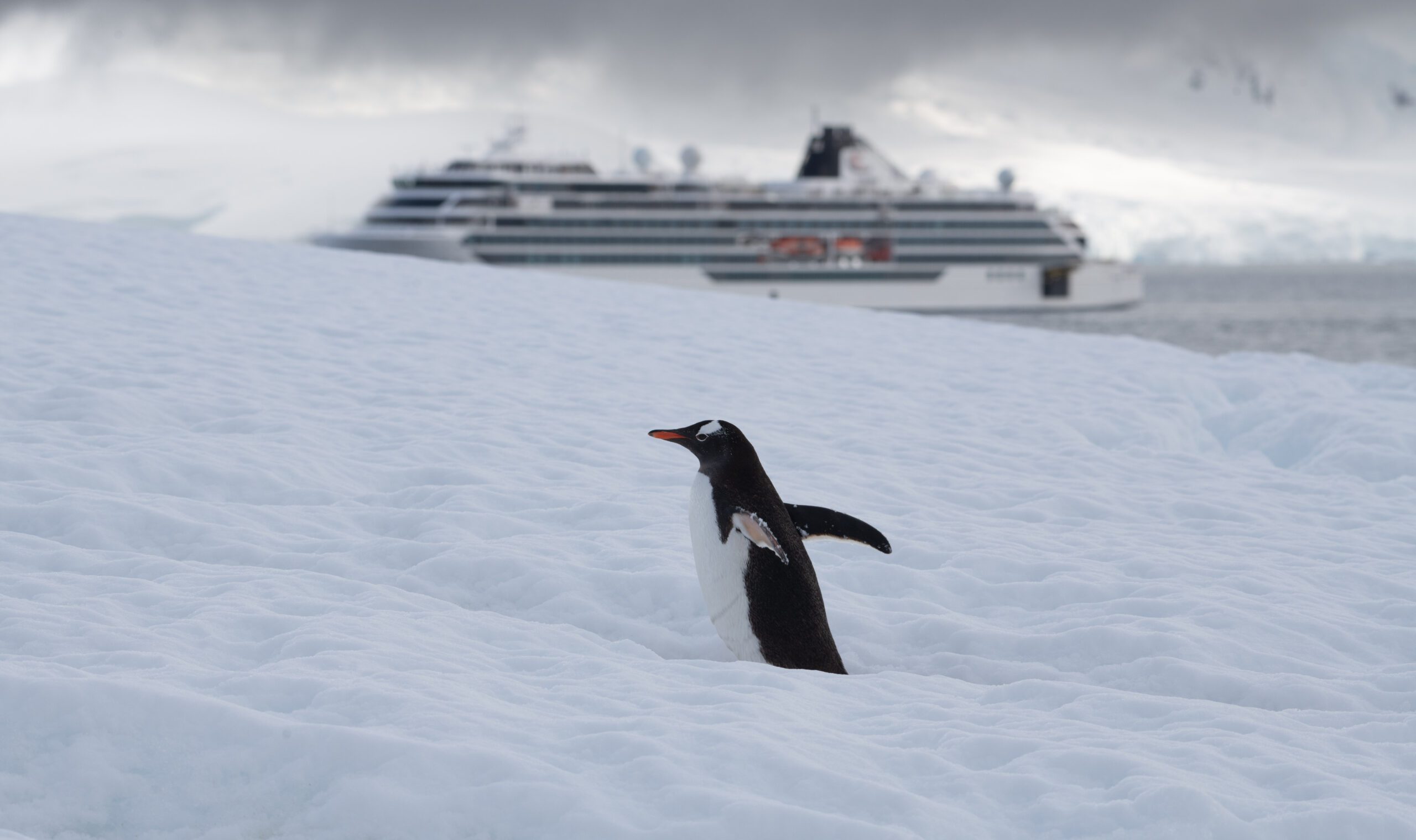 Gentoo penguin in Antarctica with the Viking Octantis offshore.
