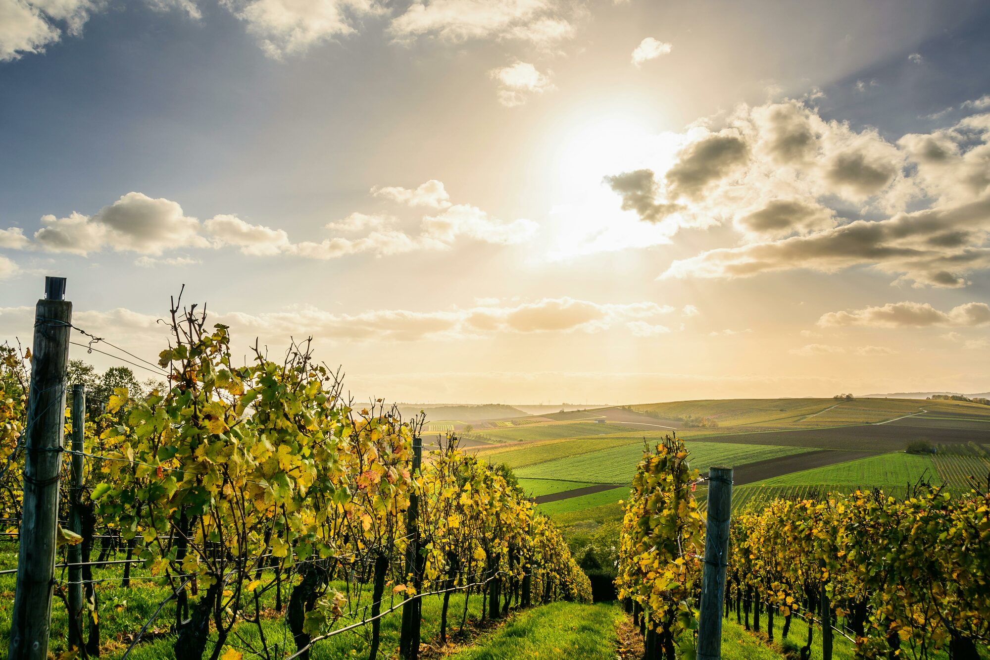 Spanish Wine Journey