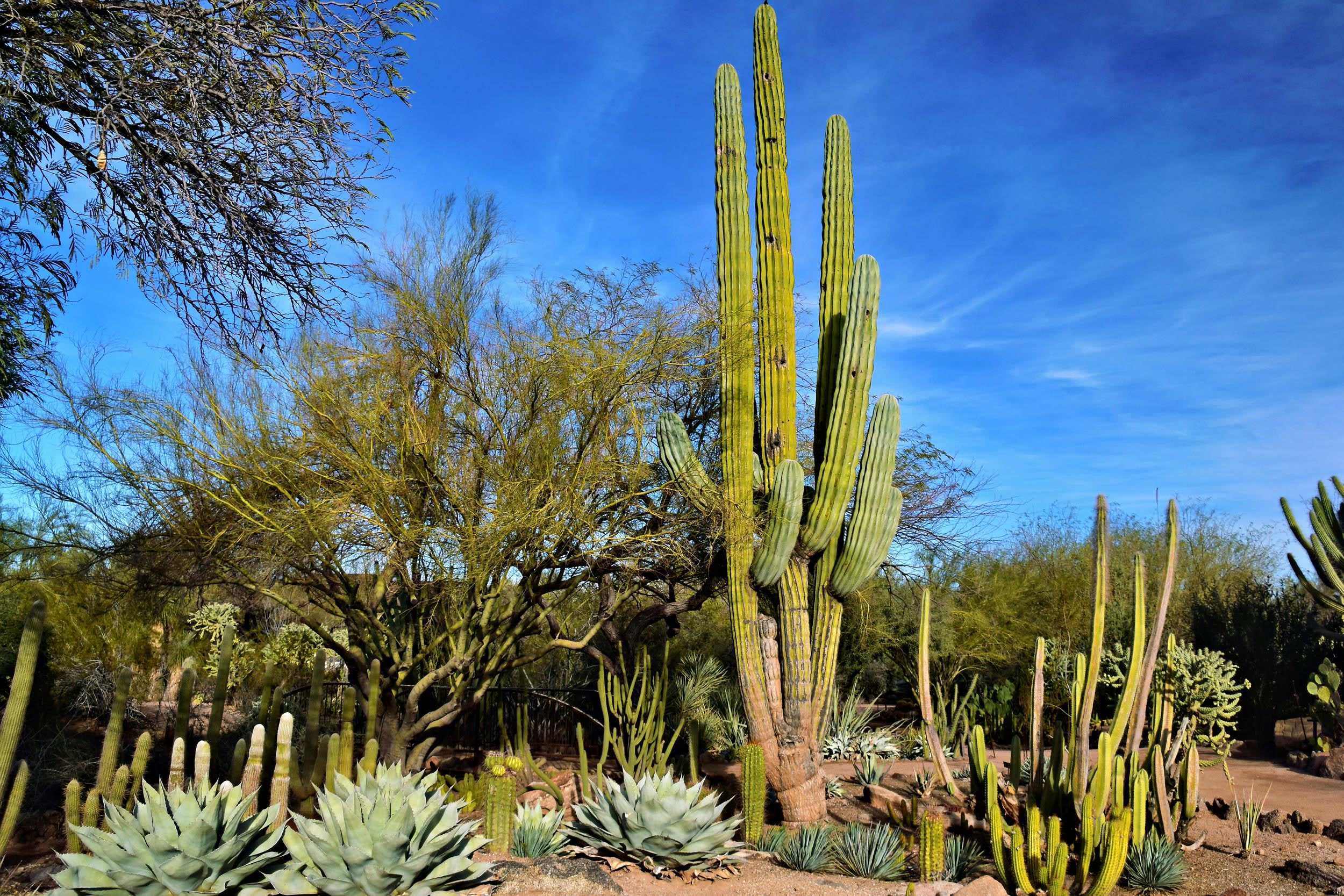 Phoenix Arizona Skyline