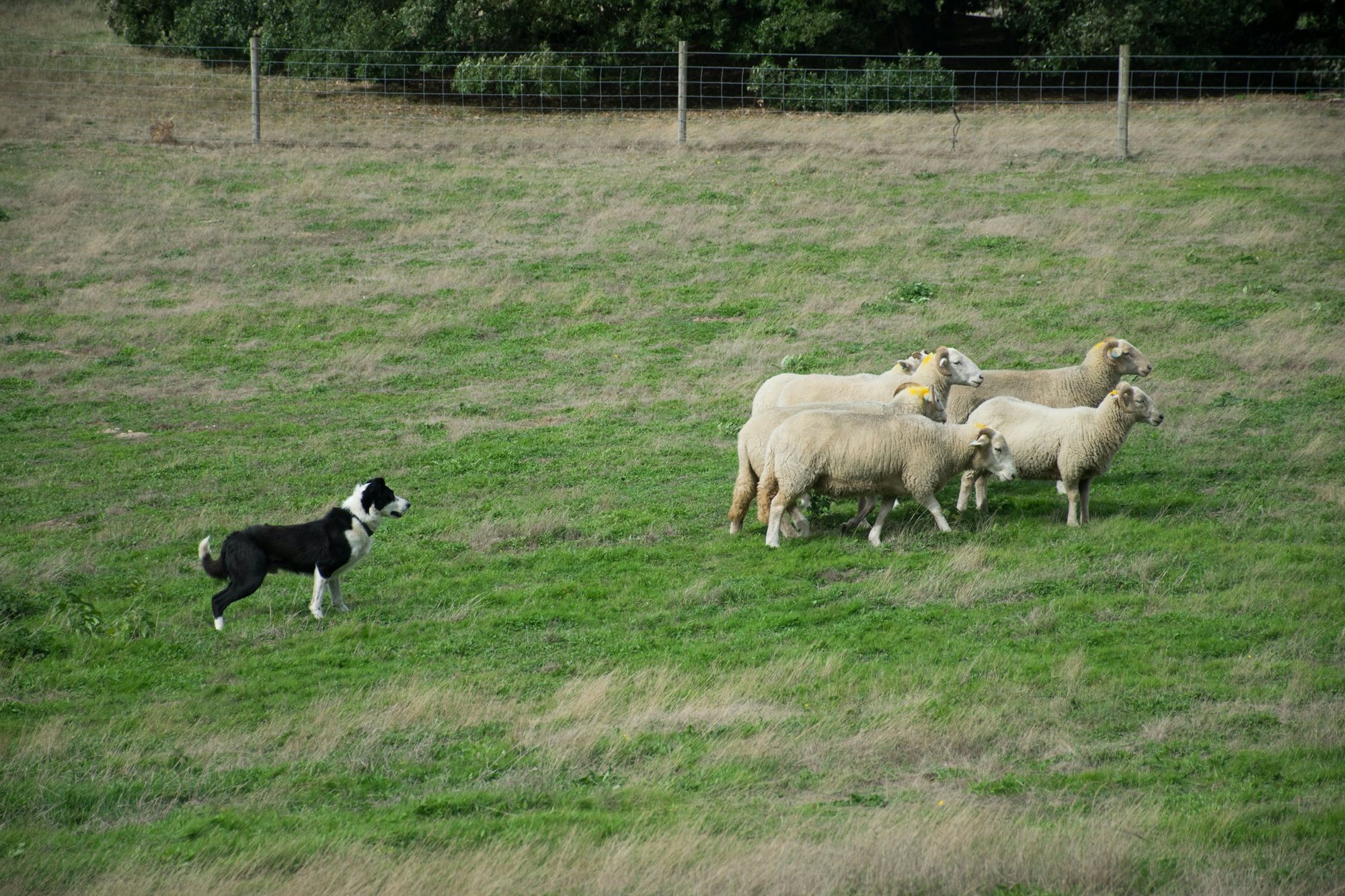 Sheepdog Herding Experience