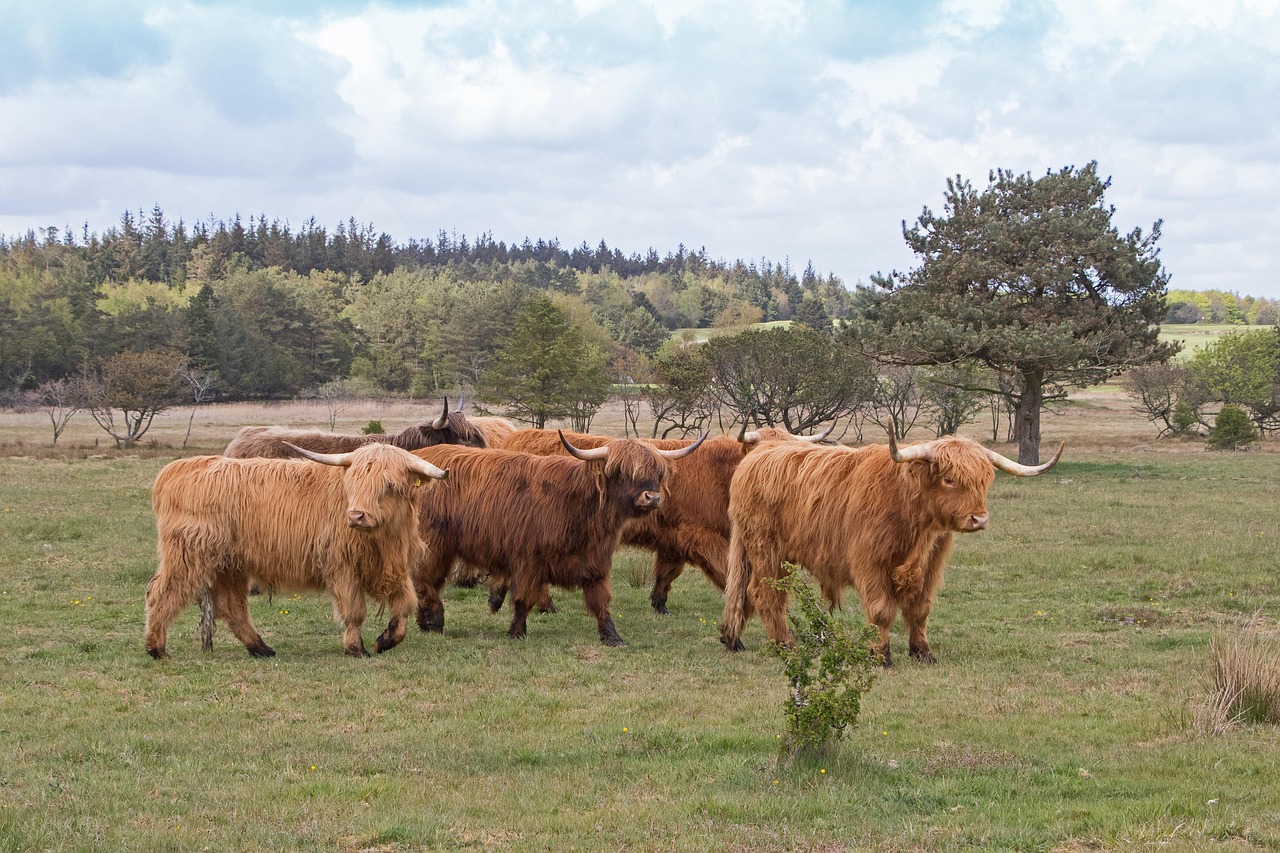 Aberdeen-Angus cattle