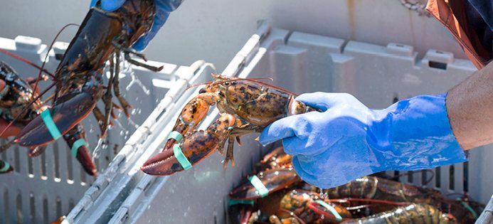 Gloved hands sorting fresh lobsters on a lobster boat