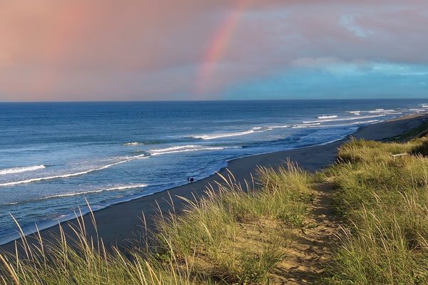 Dune grass above an ocean beach