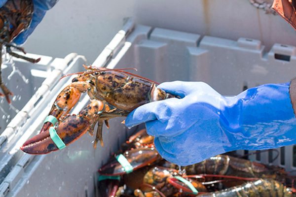 Fresh lobsters on a lobster boat