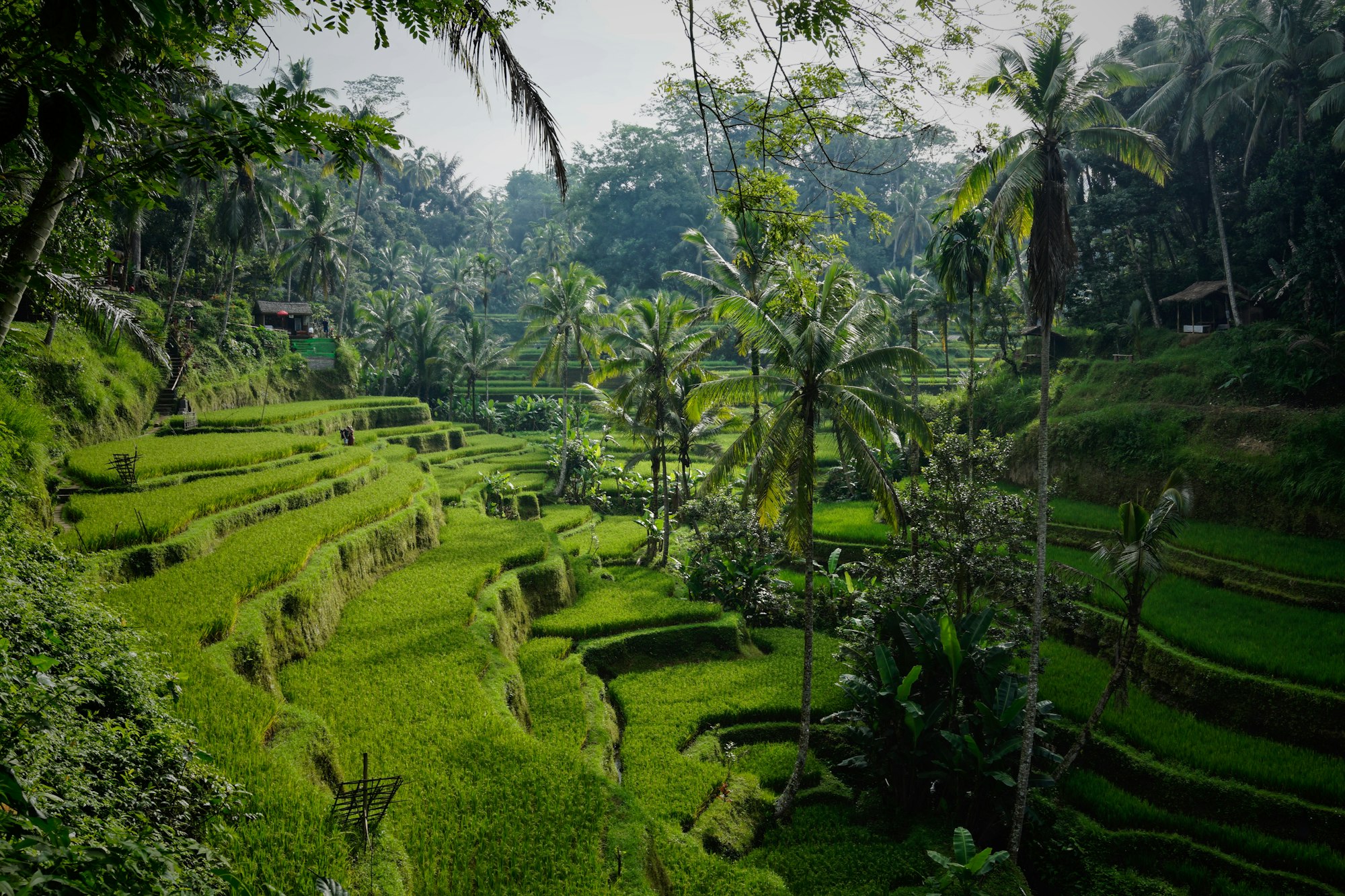 Bali / Indonesia