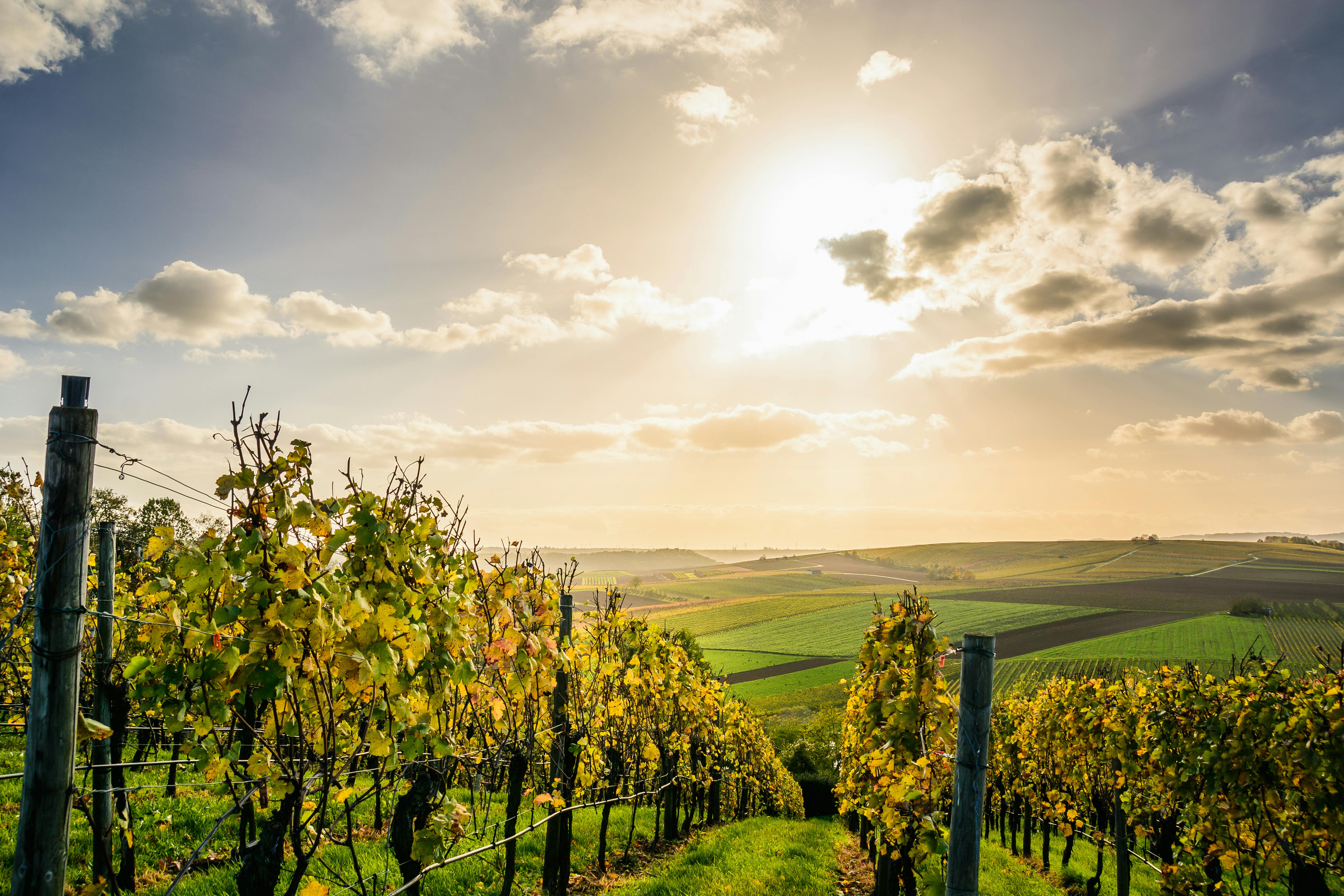 Spanish Wine Journey