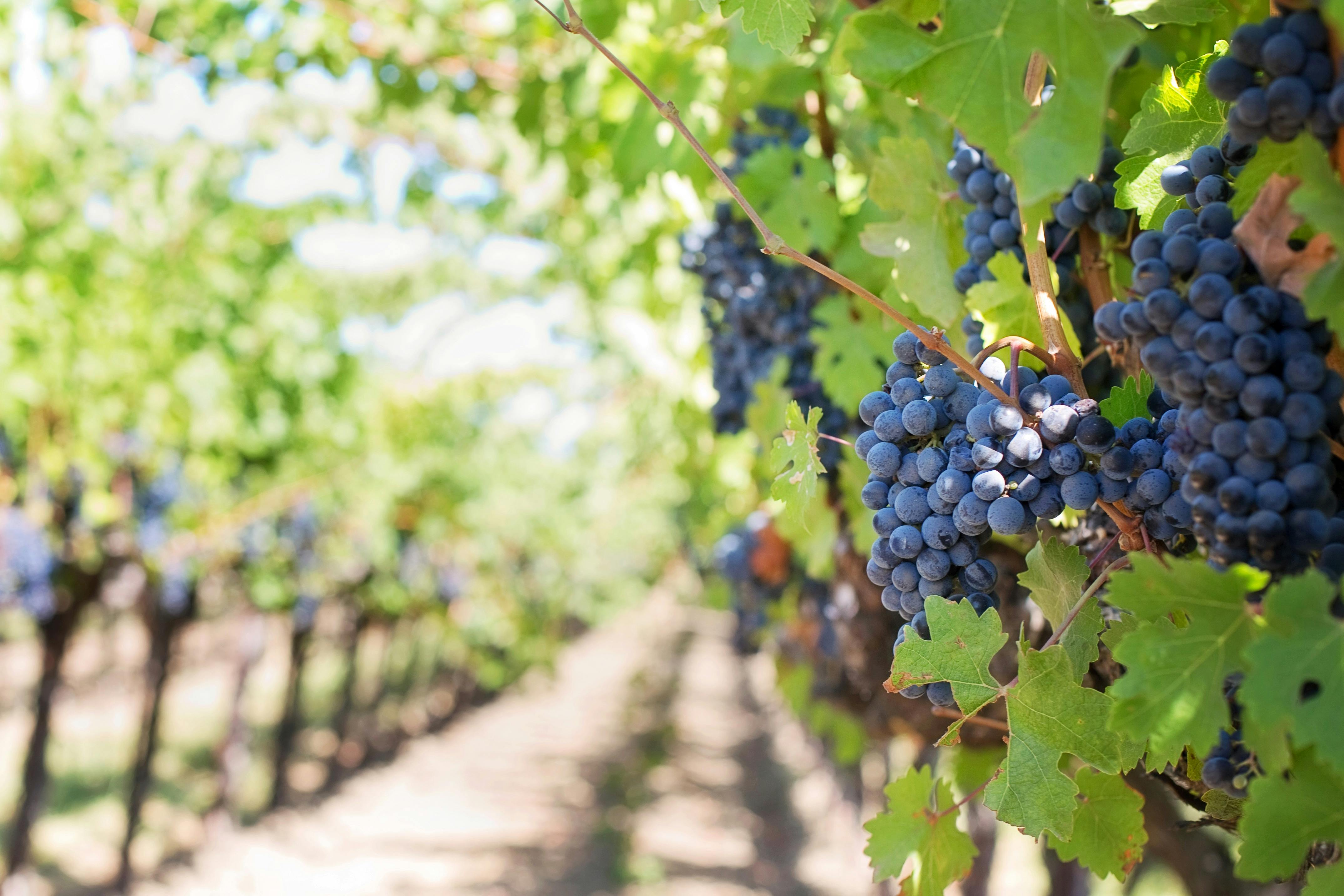 South America Wine Expedition
