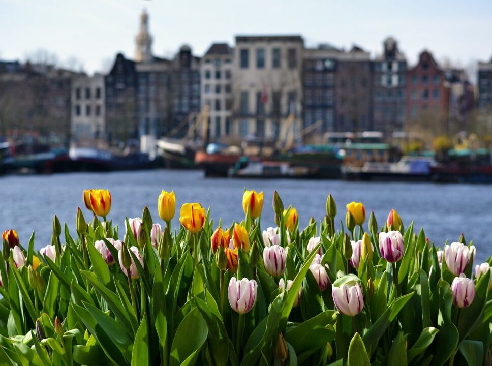 Amsterdam canals with tulips