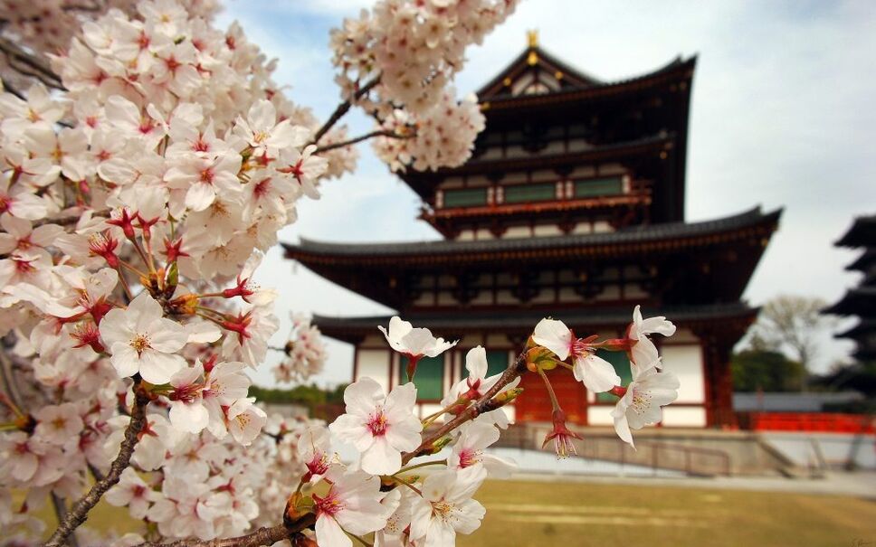 Sakura cherry blossoms