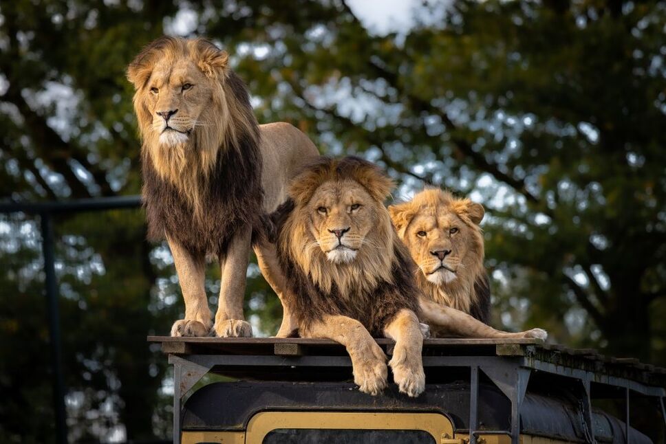 Tanzania safari