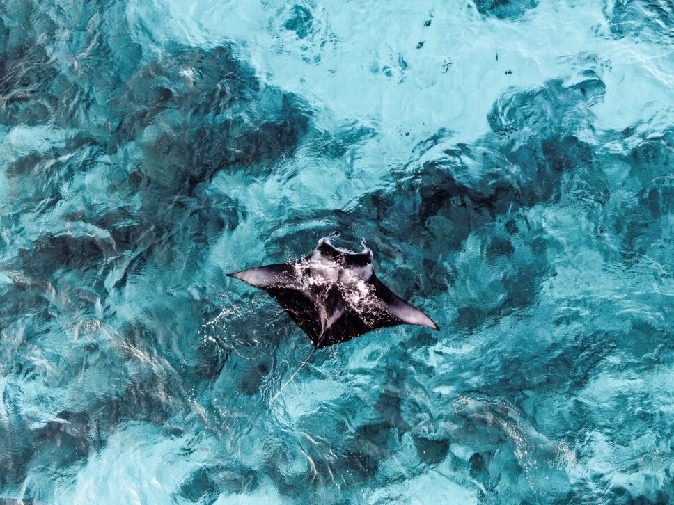 Manta ray Fiji
