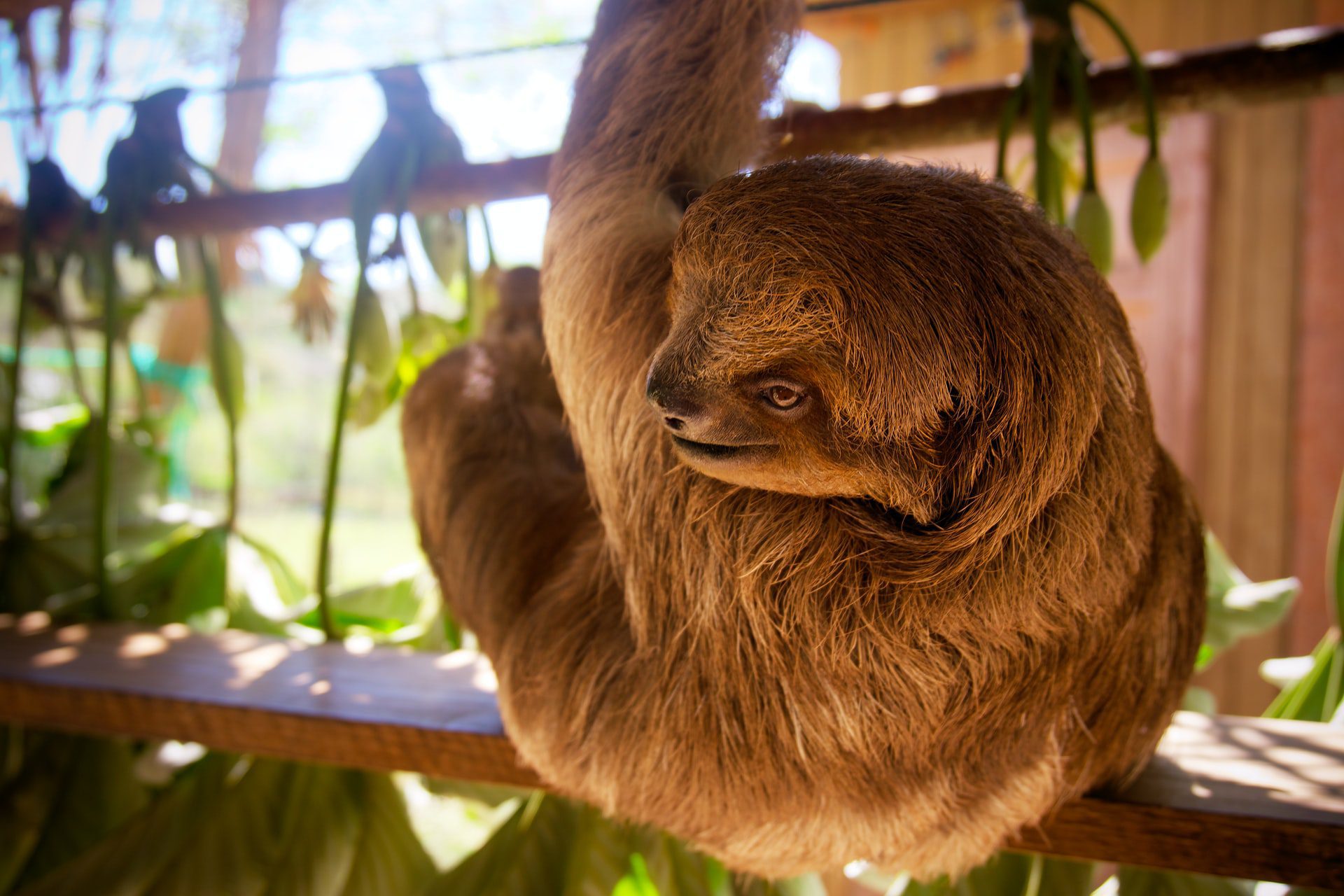 Sloth in Costa Rica
