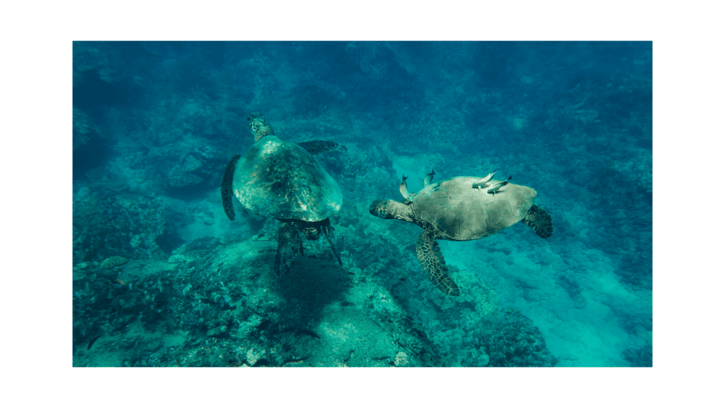 Hawaii Turtles