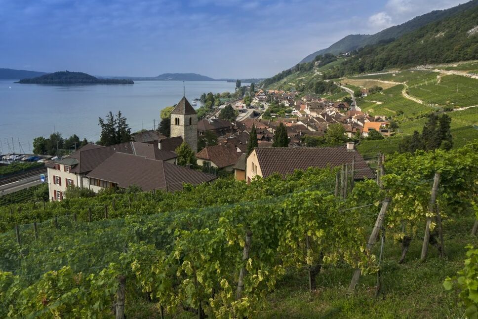 Switzerland vineyard