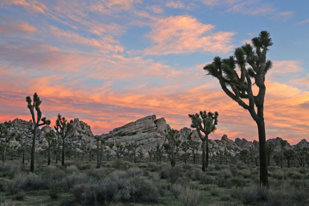 September honeymoon Joshua Tree National Park