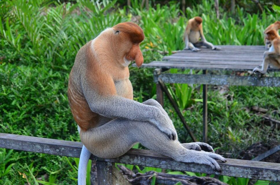 proboscis-monkey