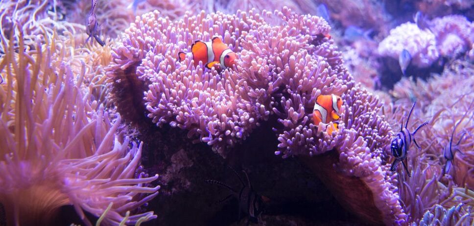 clown fish