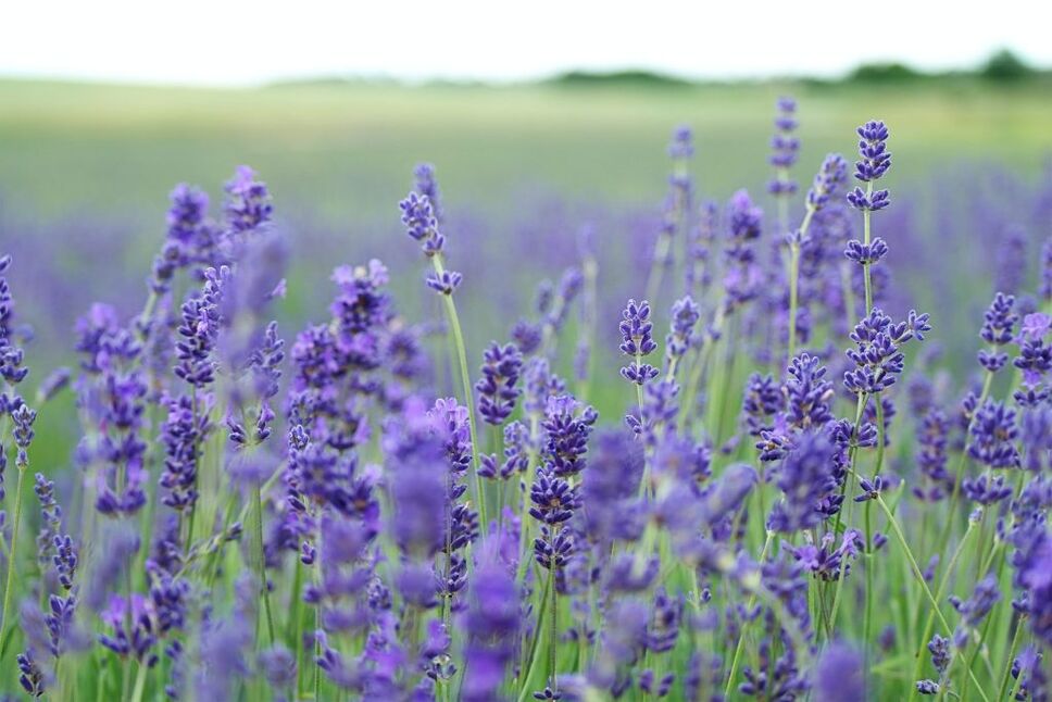 Lavender field