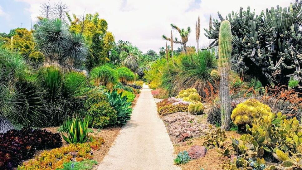 cactus garden