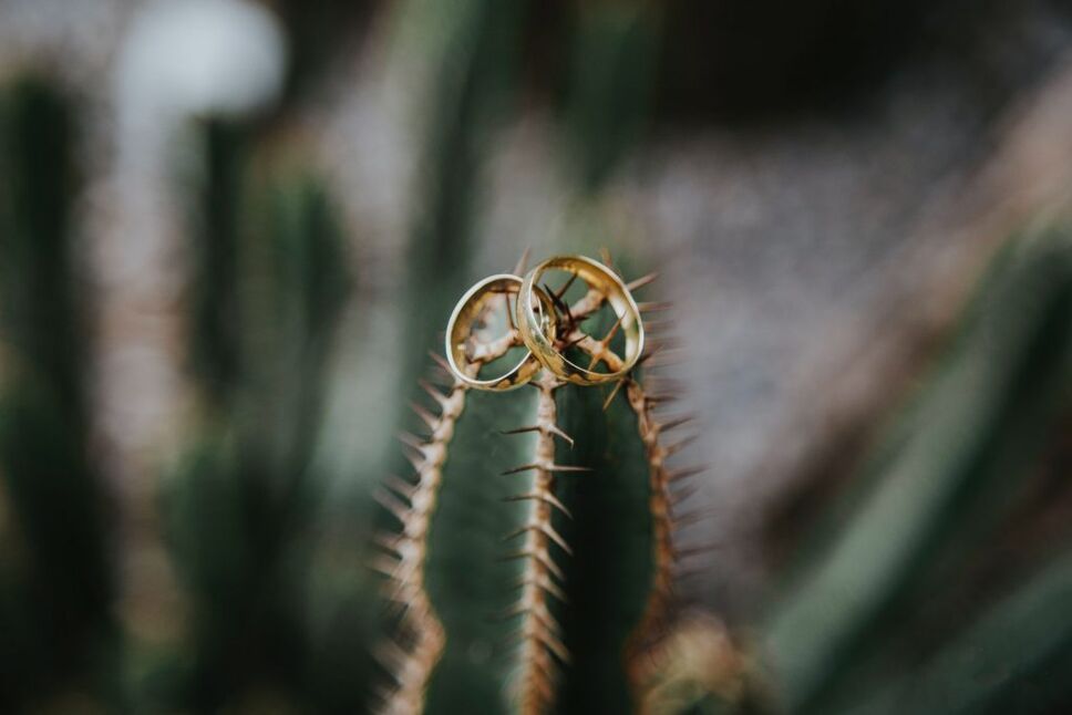 cactus rings