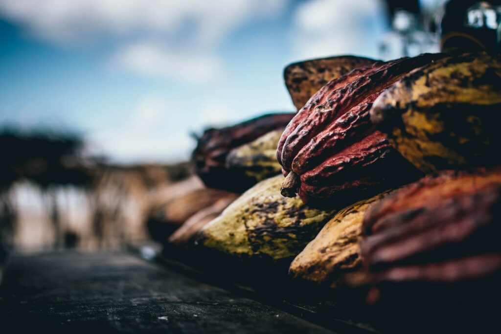 Cacao in Costa Rica