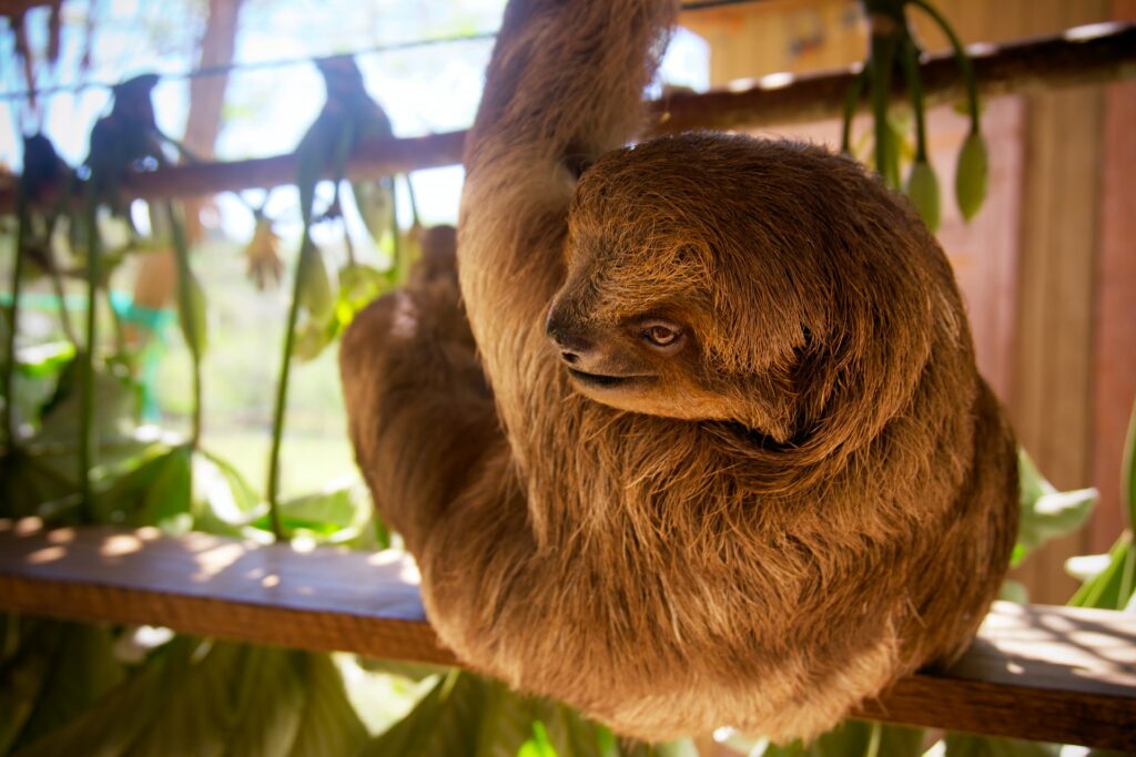 Sloth in Costa Rica