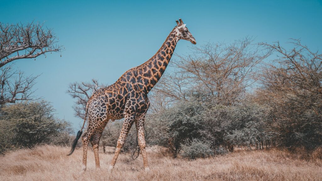 Senegal