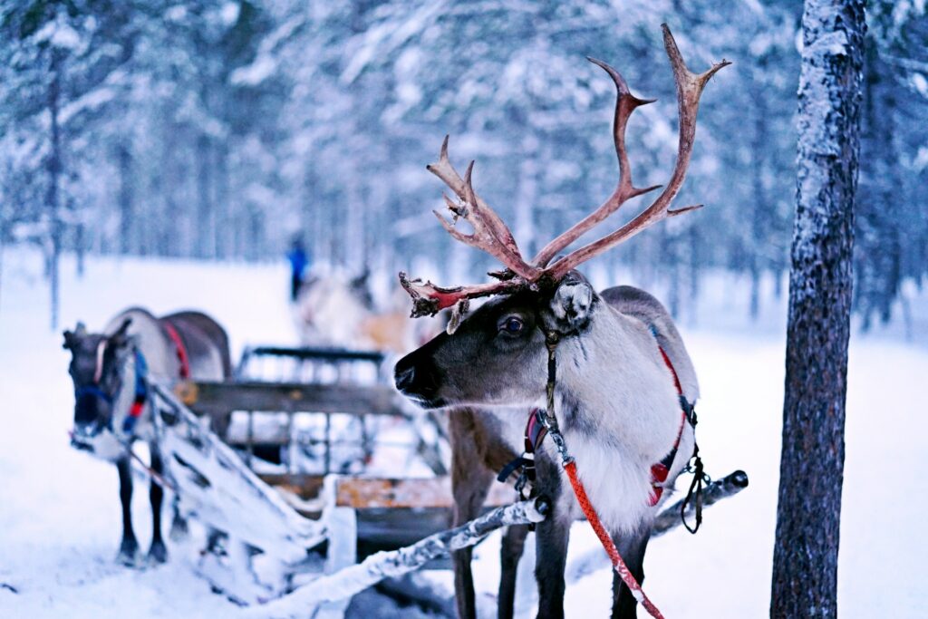 Nordic reindeer
