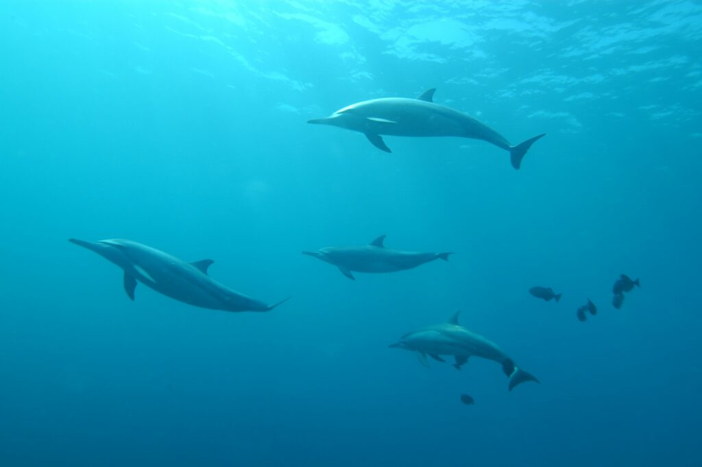 Dolphins in Jamaica