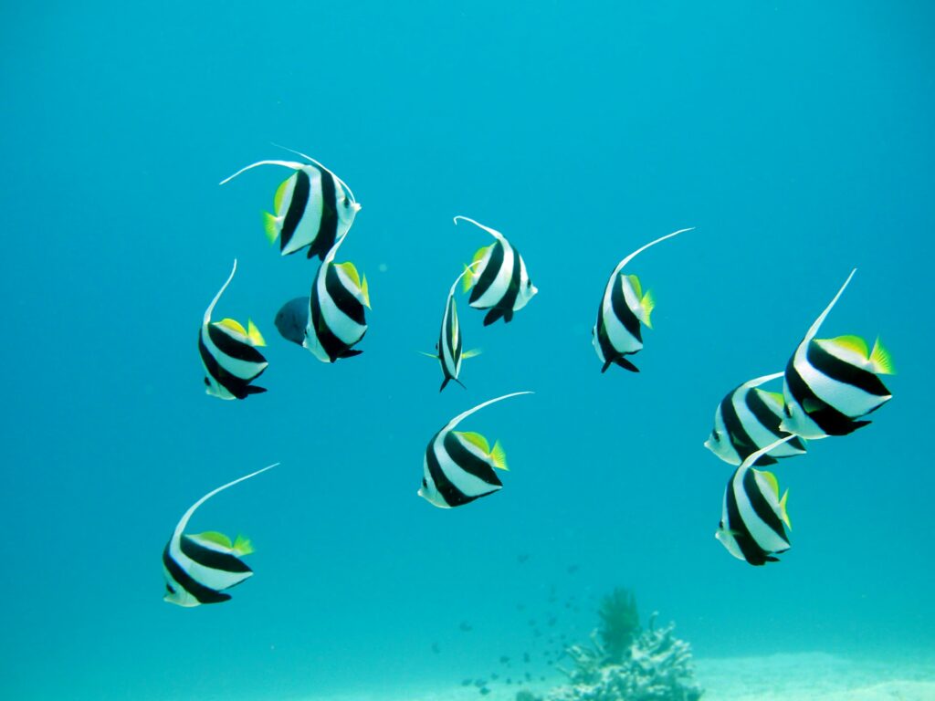 angel fish seen while snorkeling