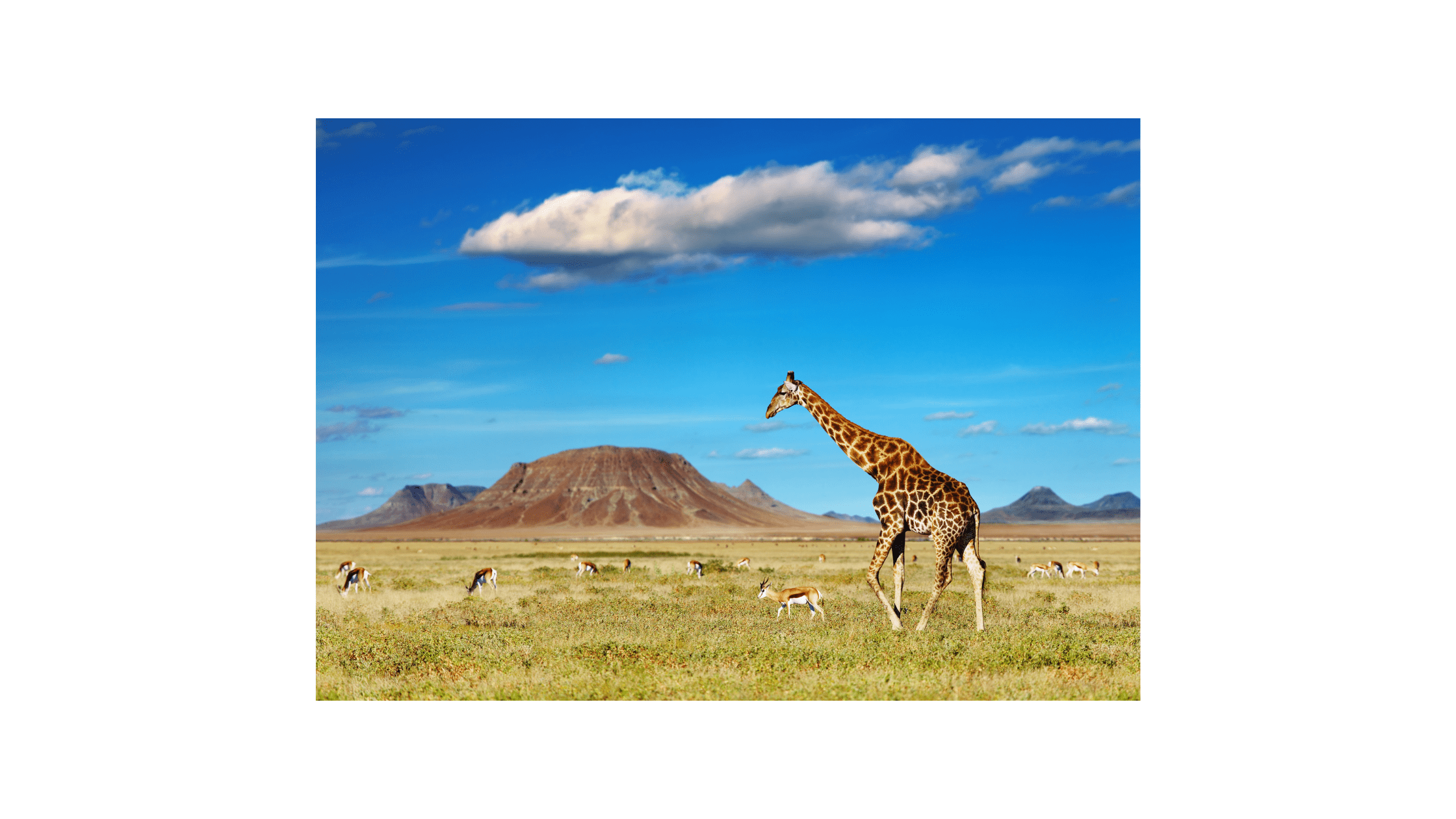 Safari, Giraffe, Savannah, Prong Horn, Antelope