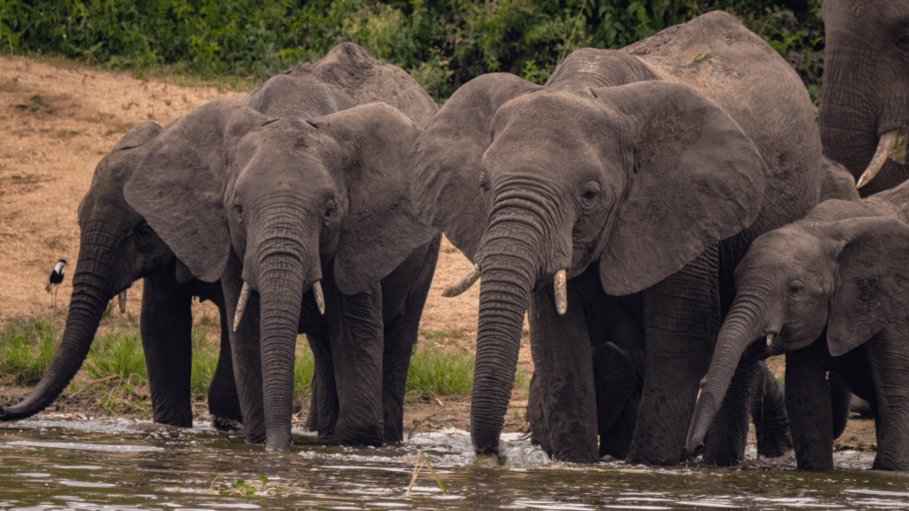 Queen Elizabeth National Park, Uganda