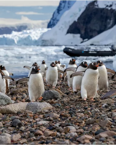 A group of gentoo penguins on a pebbly shore with a Swan Hellenic zodiac boat and icy Antarctic backdrop.